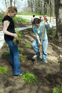 planting