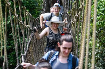Suspended in the Canopy.1