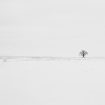 Snowy field with tree.