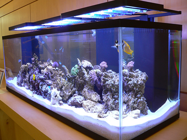 Marine Tank Set-up and Open House – Biology