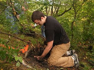 pulling buckthorn