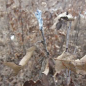 image of dipped oak bud