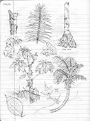 drawing of plants