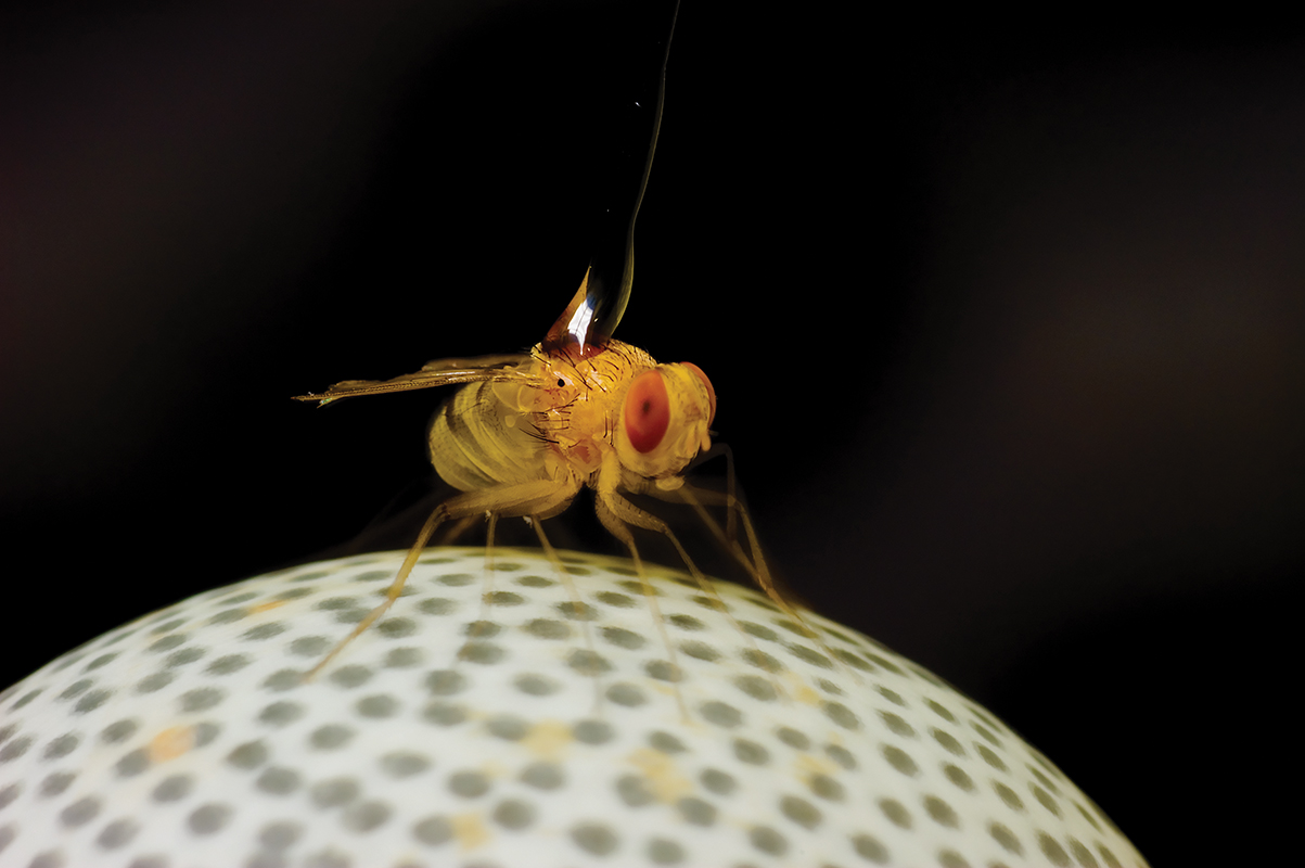 TheFly