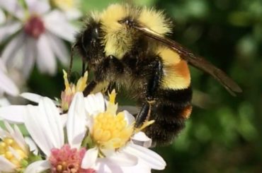 rusty bumble bee_2500x1667