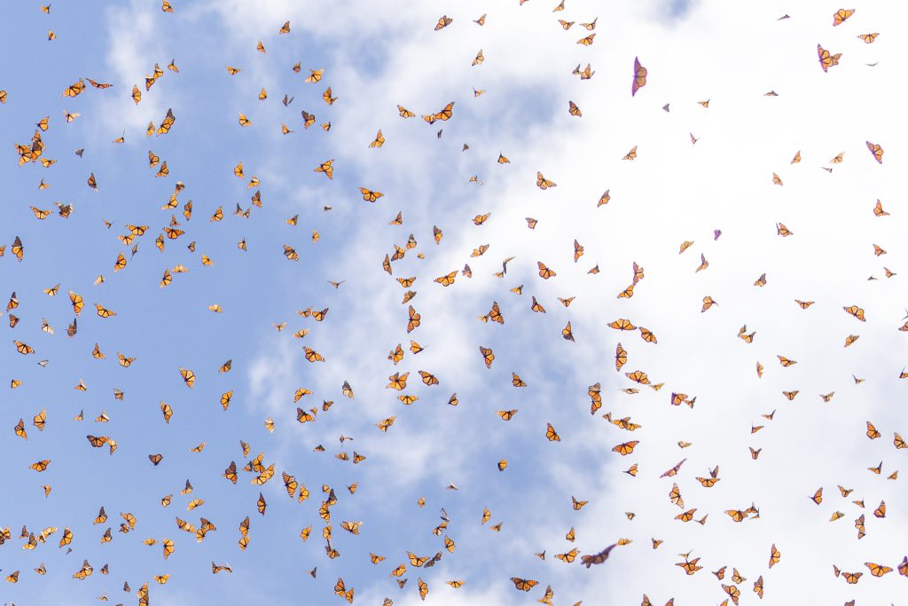 Monarch Butterfly swarm against a blue sky