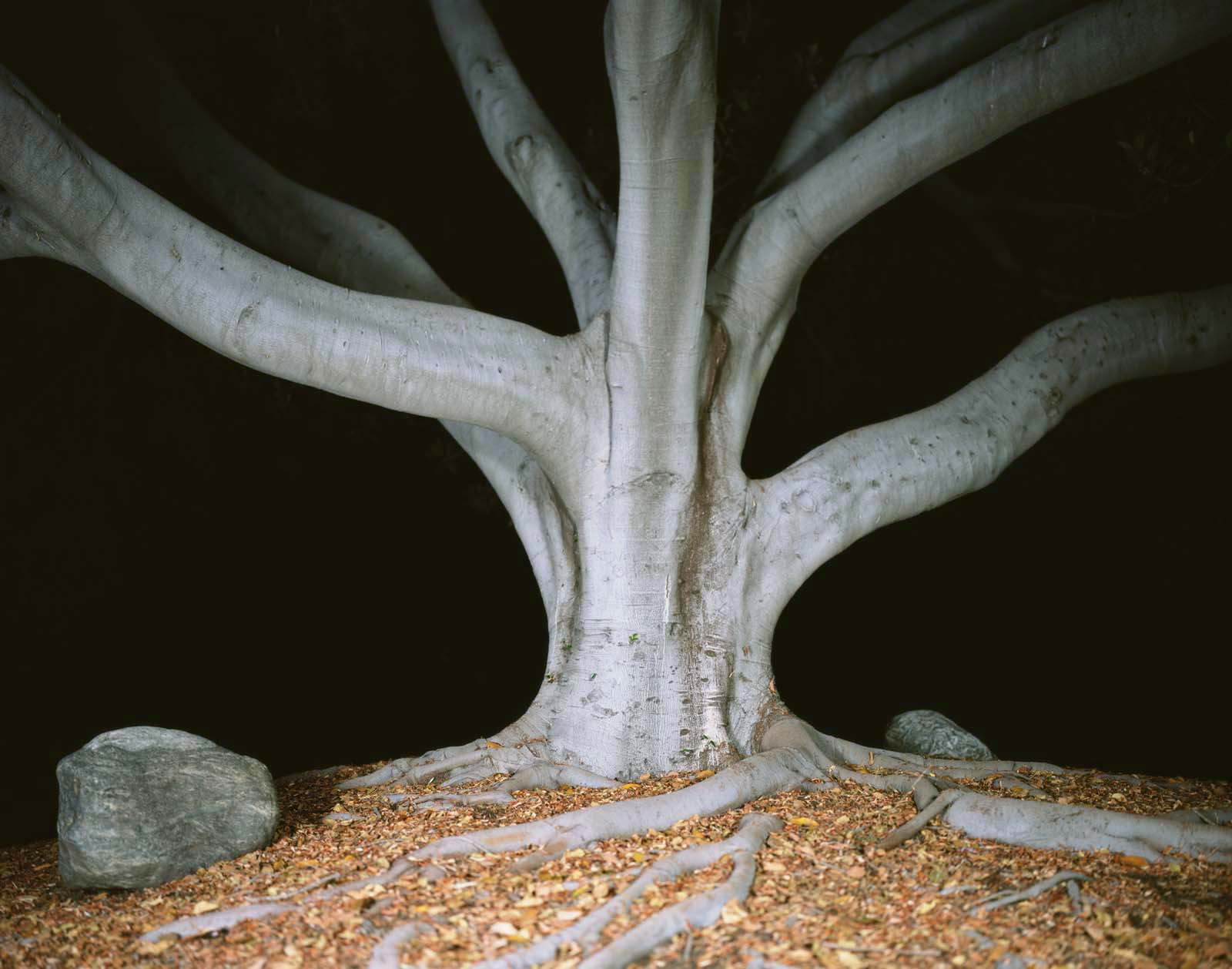 Nightfall I, from the Searching for California Hang Trees series, 2006, 2007