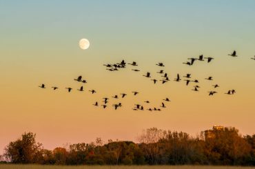 Grayson Chan Natural Lands 2