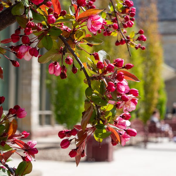 Crabapple-flowers_2048x1366