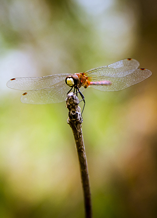 dragonfly-wildera