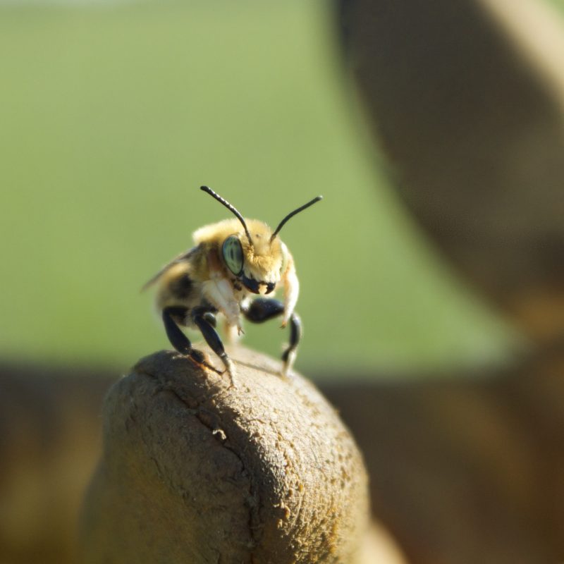 Kemp_Lindsey_Leafcutter Bee