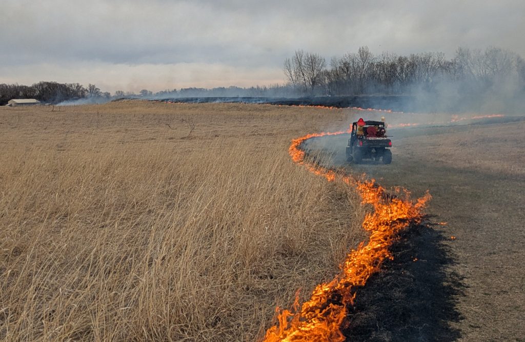 Prescribed fire on prairie in the Natural Lands. A fire rig moves along the right side of the panel with a line of fire from the foreground to the background