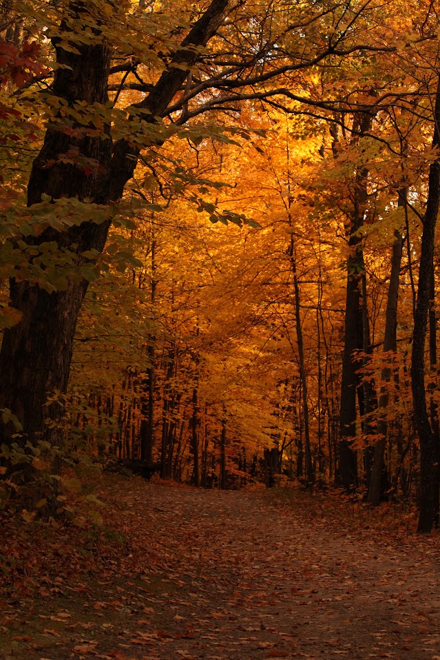 Trees in the St. Olaf Natural Lands show off their yellow and gold leaves in Fall. 
