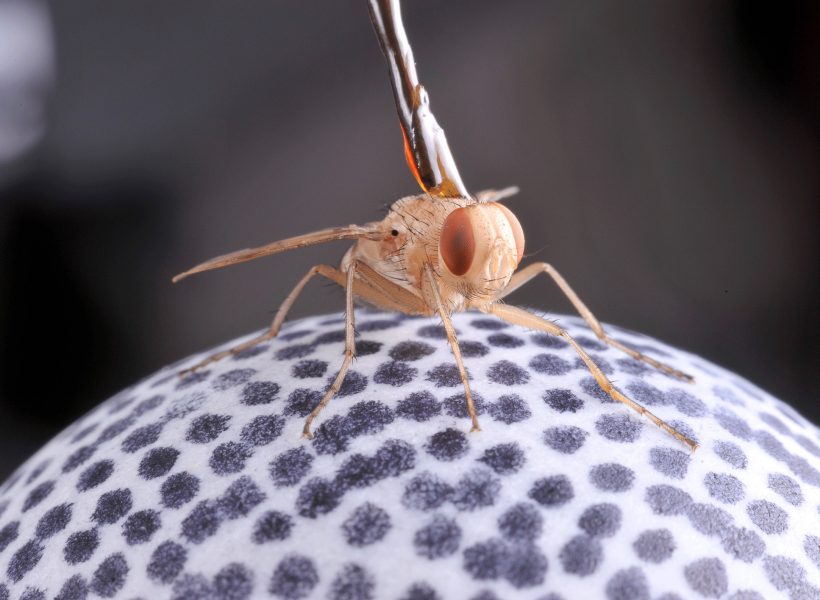 Fly_on_treadmill_web2
