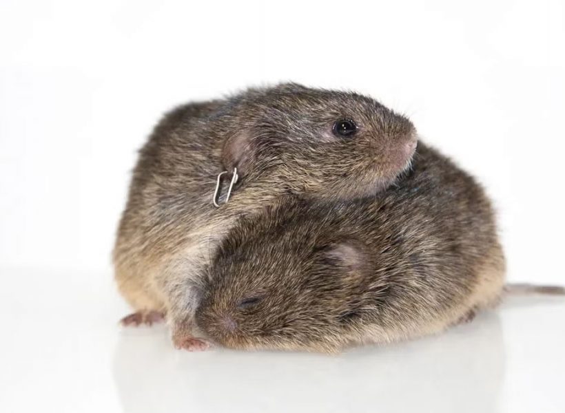prairie-voles