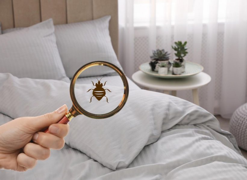 Bedbugs