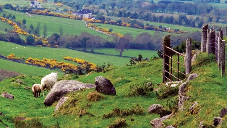 countryside-in-ireland-sheep