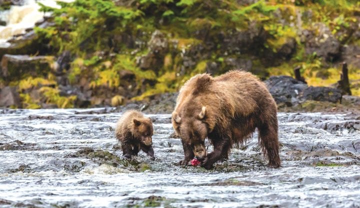 Brown Bear (Ursus arctos)