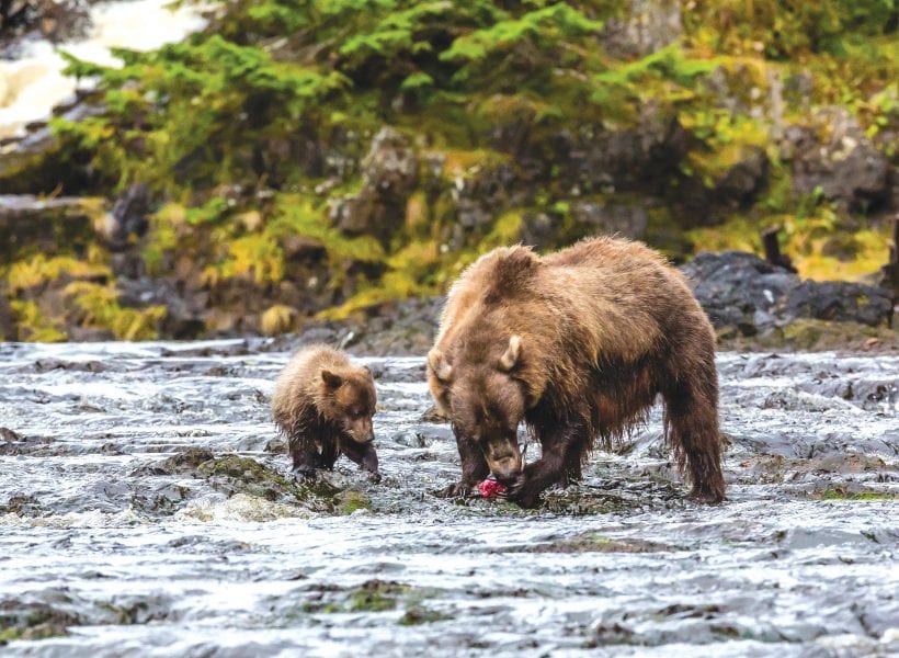 Brown Bear (Ursus arctos)
