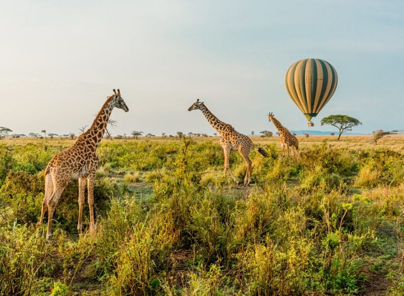 Hot Air Balloons and Giraffes