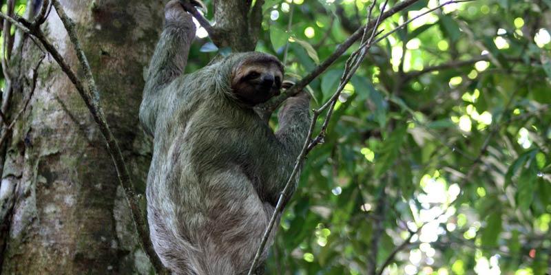 Holbrook Costa Rica Sloth
