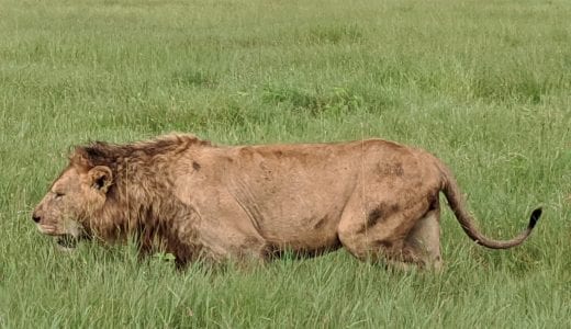 2025 Tanzania – Alumni & Family Travel