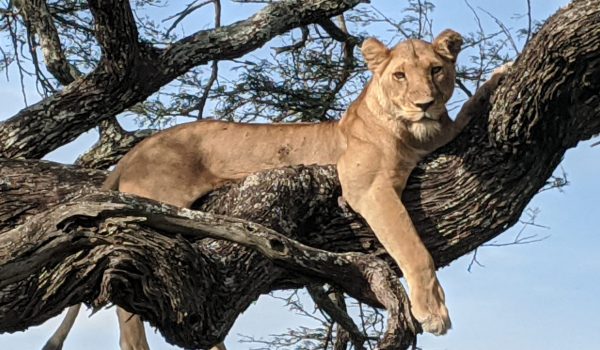 Tanzania lionness in tree