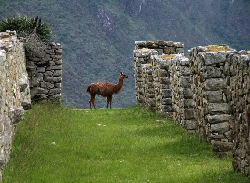Peru Machu Picchu Llama.jpg