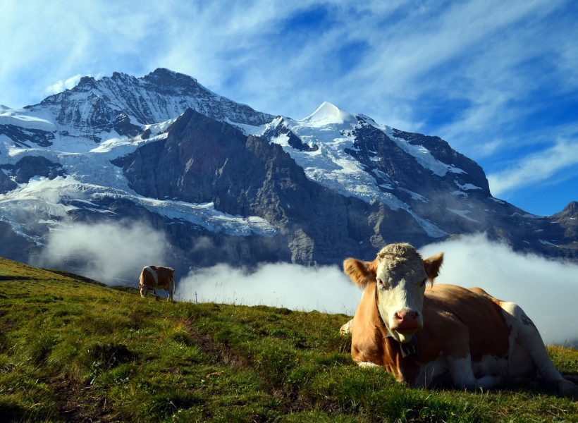 Europe alps cow.jpg