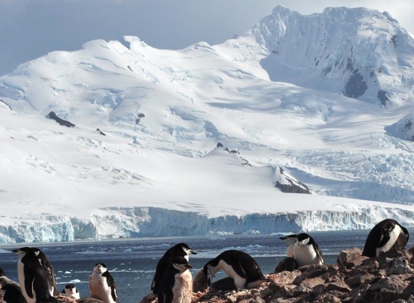 Antarctica chinstrap penguins jacobel cropped