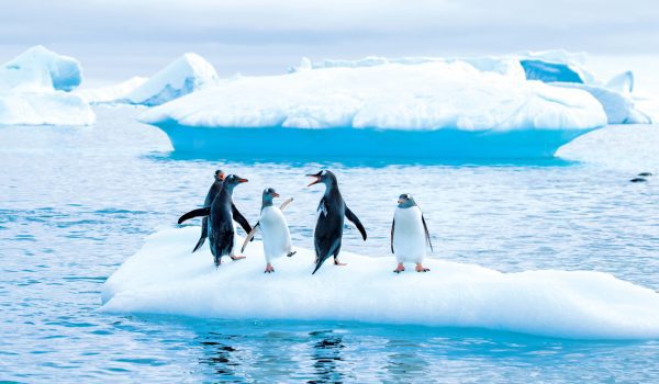 Antarctica dancing penguins Lindblad.jpg