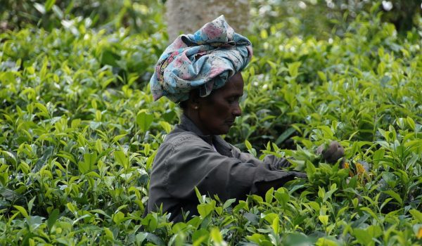 Asia Sri Lanka tea harvest