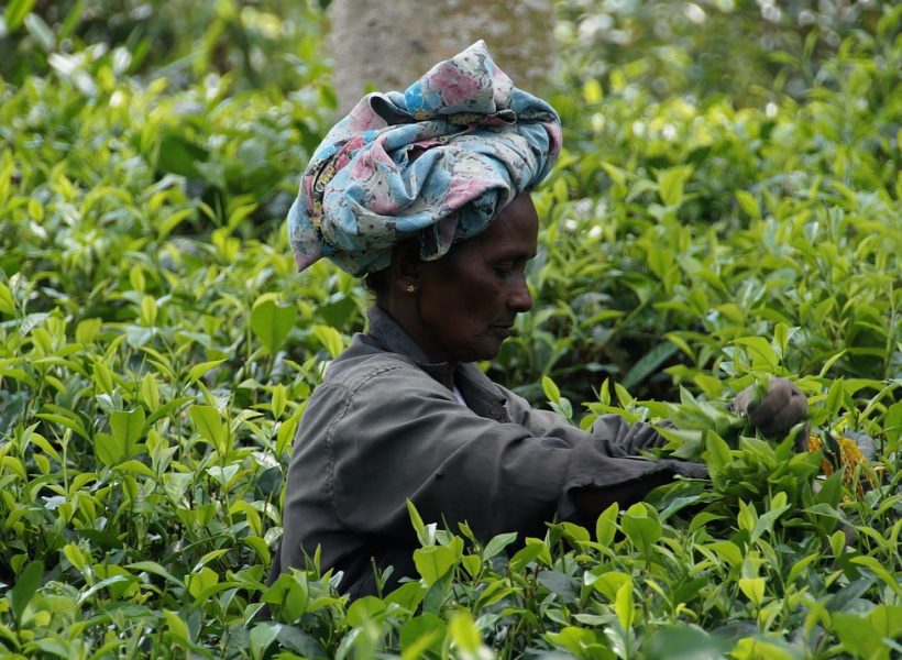 Asia Sri Lanka tea harvest