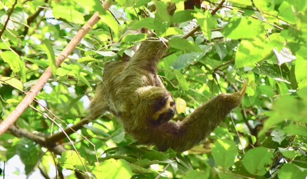 South America Costa Rica sloth