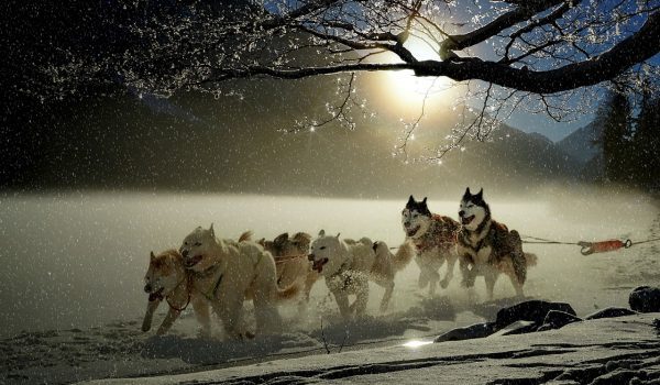 Nature winter snow dog sled