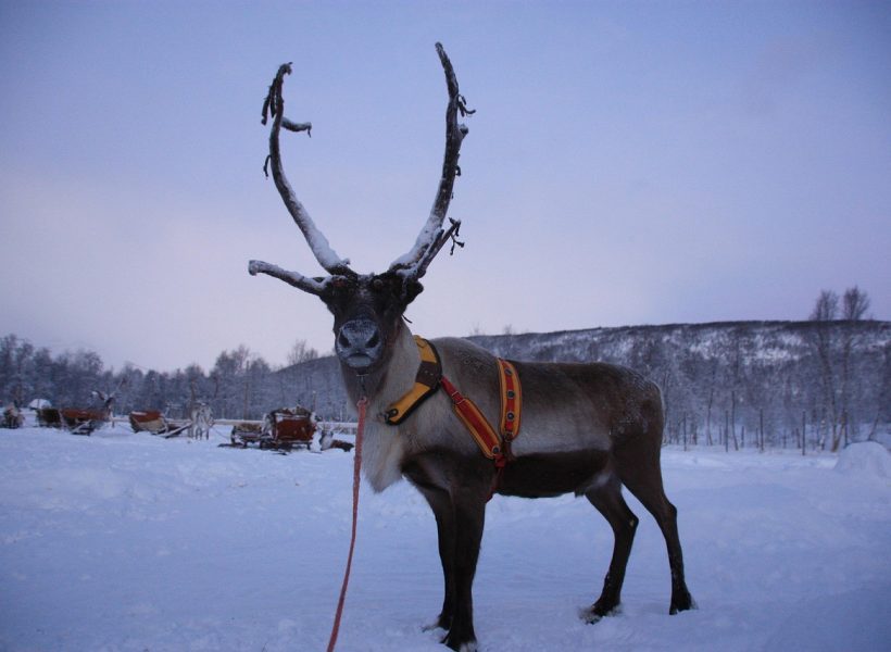 Europe Finland Lapland winter snow reindeer animal~2