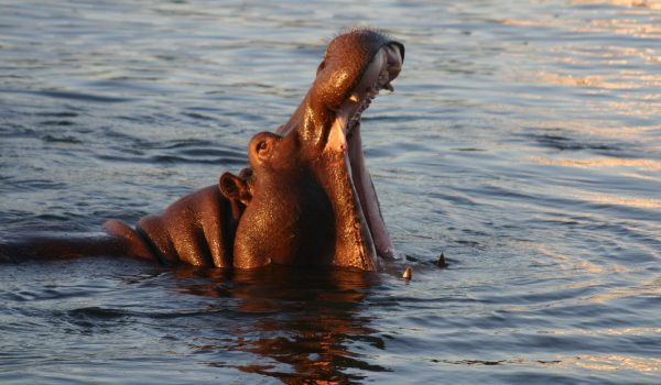 Africa animal hippo