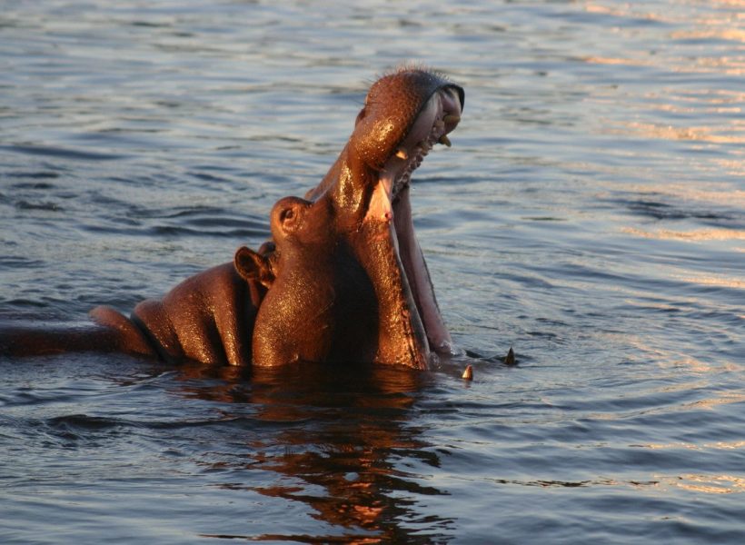 Africa animal hippo