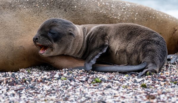 Lindblad South American Ecuador Galapagos sea lion pup