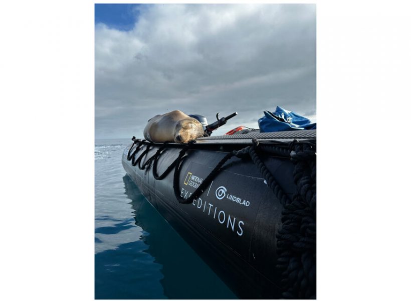 Medium RGB-LEX-Ecuador Galapagos Islands Sea Lion PA0264
