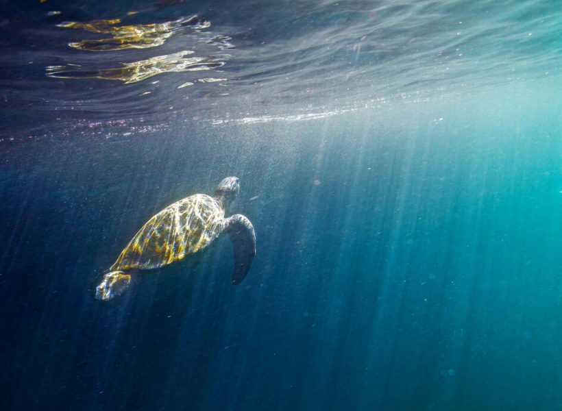 Medium RGB-LEX-Ecuador Galapagos Islands Sea Turtle SL709A4579